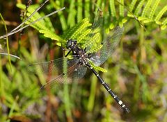 Synthemiopsis gomphomacromioides