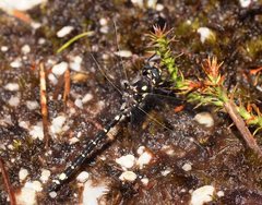 Synthemiopsis gomphomacromioides