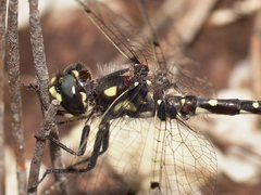 Synthemiopsis gomphomacromioides