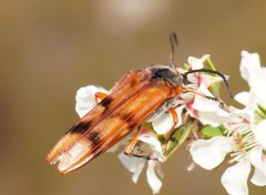 Tragocerus spencii