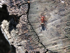 Formica sanguinea