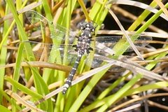 Synthemiopsis gomphomacromioides