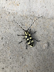 Anoplophora horsfieldii