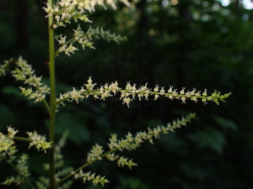 Image of Astilbe biternata by (c) George Williams, some rights reserved (CC BY)