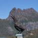 Tasmanian Black Currawong - Photo (c) Reiner Richter, some rights reserved (CC BY-NC-SA), uploaded by Reiner Richter