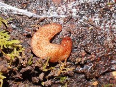 Australopacifica mortoni