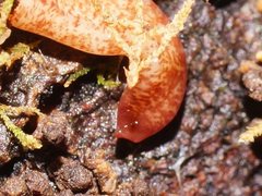 Australopacifica mortoni