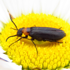 Nemognatha nemorensis