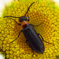 Nemognatha nemorensis