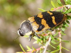 Temognatha mitchellii