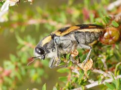 Temognatha mitchellii