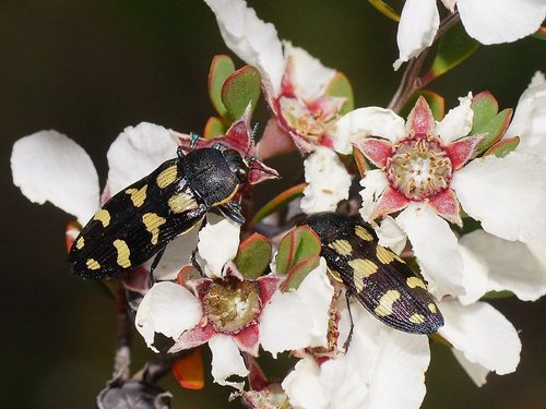 Castiarina tasmaniensis · iNaturalist Mexico