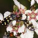 Castiarina tasmaniensis - Photo (c) Reiner Richter, some rights reserved (CC BY-NC-SA), uploaded by Reiner Richter