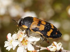 Temognatha mitchellii