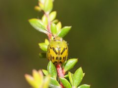 Paropsisterna obliterata