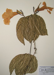 Bignonia corymbosa