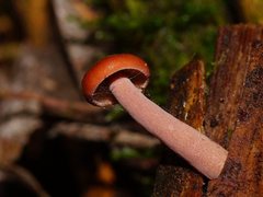 Lactarius eucalypti