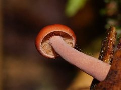 Lactarius eucalypti