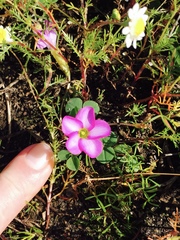 Oxalis eckloniana-nidulans