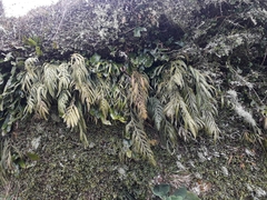 Asplenium flaccidum flaccidum