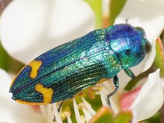 Castiarina leai