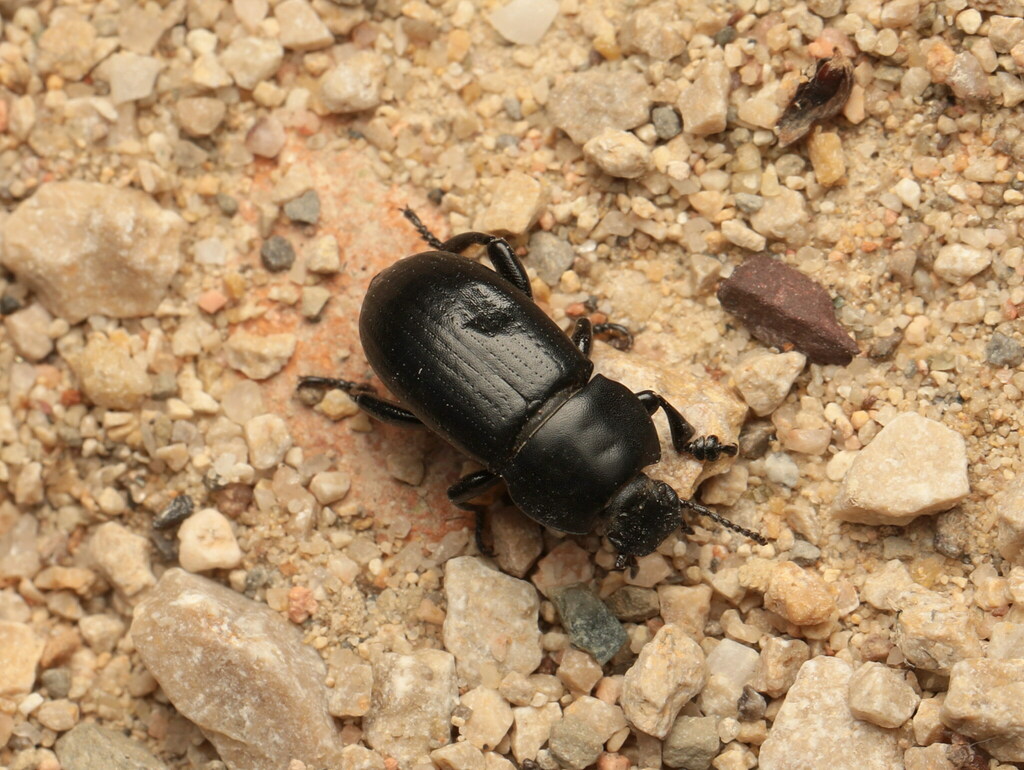 Phylan intermedius