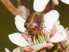 Macrohelodes crassus