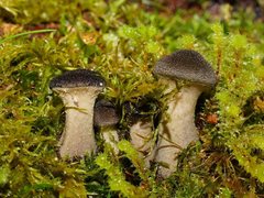 Armillaria hinnulea