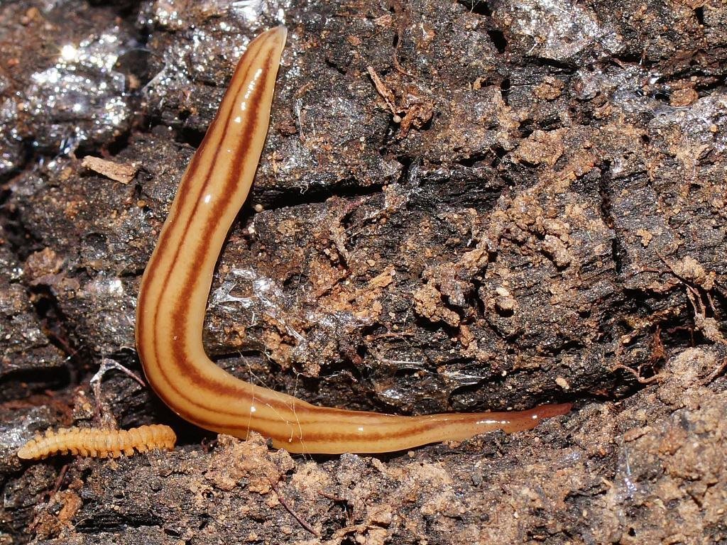 Anzoplanini