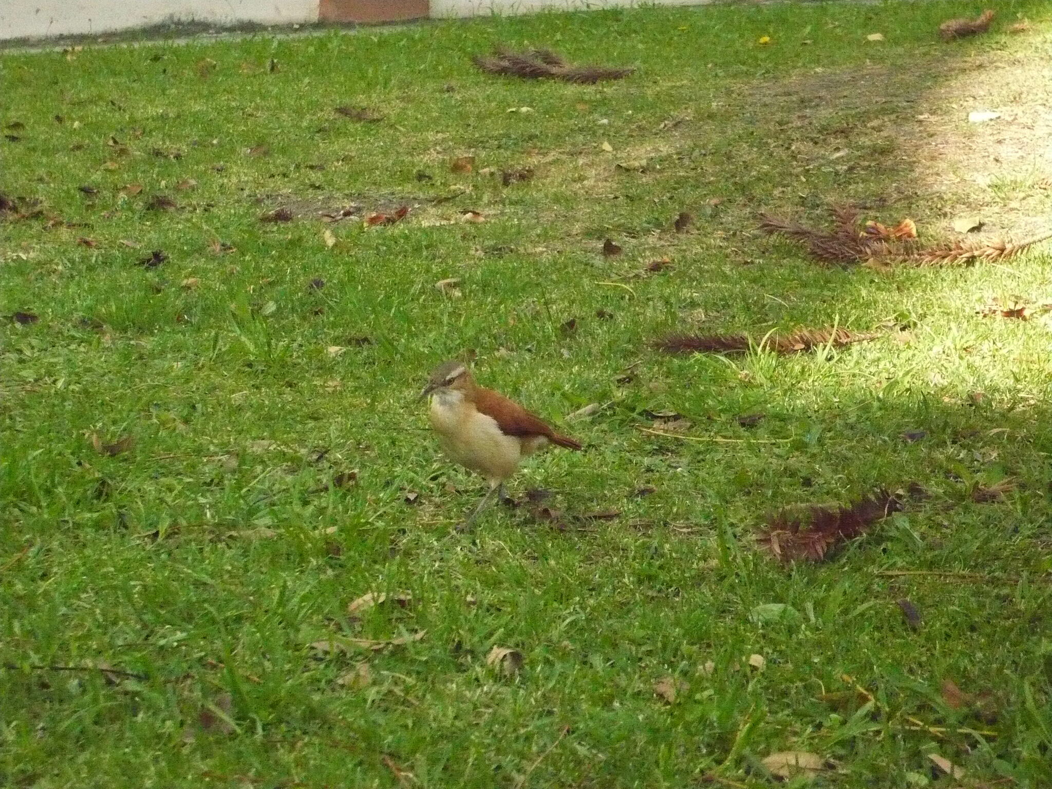 Furnarius leucopus image