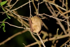 Lasiurus ega