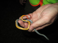 Diadophis punctatus regalis