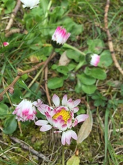 Bellis perennis