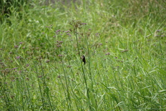 Lonchura atricapilla