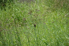 Lonchura atricapilla