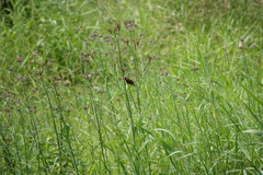 Lonchura atricapilla