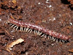 Gasterogramma austrinum