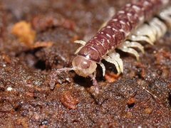 Gasterogramma austrinum