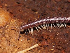 Gasterogramma austrinum