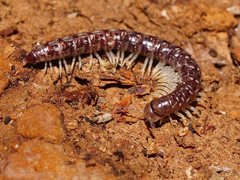 Gasterogramma austrinum