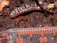 Gasterogramma austrinum