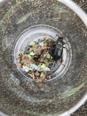 Nicrophorus humator
