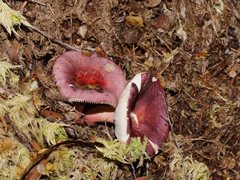 Russula purpureoflava