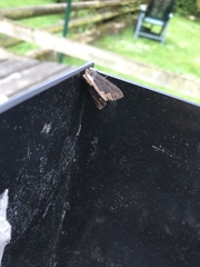 Dypterygia scabriuscula