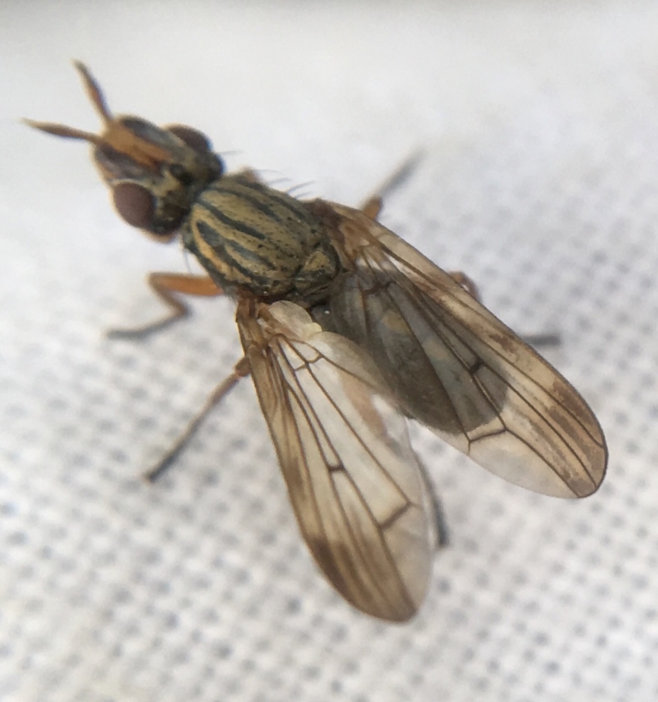 Dorycera graminum