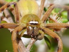 Neosparassus patellatus