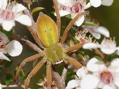Neosparassus patellatus