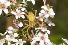 Neosparassus patellatus