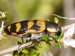 Temognatha mitchellii