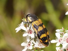 Temognatha mitchellii